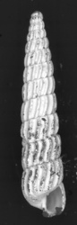 To ANSP Malacology Collection (holotype of Turbonilla penistoni. Bush, 1899. Proceedings of the Academy of Natural Sciences of Philadelphia 51: 165-166, pl. 8, fig. 14  - catalog no. 70024)