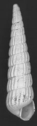 To ANSP Malacology Collection (holotype of Turbonilla conradi. Bush, 1899. Proceedings of the Academy of Natural Sciences of Philadelphia 51: 159, pl. 8, fig. 10  - catalog no. 72052)