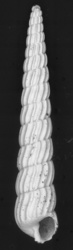 To ANSP Malacology Collection (syntype of Turbonilla swiftii. Bush, 1899. Proceedings of the Academy of Natural Sciences of Philadelphia 51: 166  - catalog no. 72055)