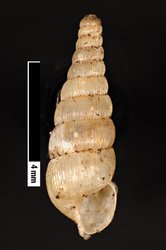 To ANSP Malacology Collection (syntypes of Pseudosubulina texoloensis. Pilsbry, 1899. Proceedings of the Academy of Natural Sciences of Philadelphia 51 (2): 398  - catalog no. 77104)