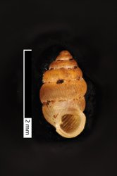 To ANSP Malacology Collection (syntypes of Diplommatina tosanella. Pilsbry & Hirase, 1904. Proceedings of the Academy of Natural Sciences of Philadelphia 56 (3): 620  - catalog no. 87642)