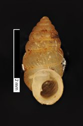 To ANSP Malacology Collection (syntypes of Diplommatina immersidens. Pilsbry & Hirase, 1904. Proceedings of the Academy of Natural Sciences of Philadelphia 56 (3): 623  - catalog no. 87655)