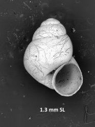 To ANSP Malacology Collection (syntypes of Amphithalamus capricorneus. Hedley, 1907. Proceedings of the Linnean Society of New South Wales 32: 495-496, not figured  - catalog no. 94823)