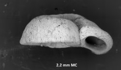 To ANSP Malacology Collection (syntypes of Moerchia introspecta. Hedley, 1907. Proceedings of the Linnean Society of New South Wales 32 (3): 494, not figured  - catalog no. 94827)