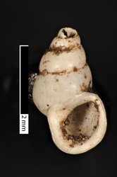 To ANSP Malacology Collection (syntypes of Emmericia novimundi. Pilsbry, 1909. Nautilus 23 (4): 46-47, pl. 5, fig. 10  - catalog no. 99021)