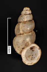 To ANSP Malacology Collection (syntype of Emmericia longa. Pilsbry, 1909. Nautilus 23 (4): 46-47, pl. 5, fig. 11, 12  - catalog no. 99022)