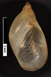 To ANSP Malacology Collection (syntypes of Succinea panucoensis. Pilsbry, 1910. Proceedings of the Academy of Natural Sciences of Philadelphia 61 (3): 546, text-fig. 6  - catalog no. 99504)