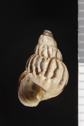 To ANSP Malacology Collection (syntype of Laminella aspera. Baldwin, 1908. Nautilus 22: 68  - catalog no. 104693)