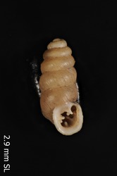 To ANSP Malacology Collection (syntype of Bifidaria duplicata. Sterki, 1911. Nautilus 25: 116  - catalog no. 105745)