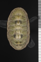 To ANSP Malacology Collection (syntypes of Callistochiton decoratus. Pilsbry, 1893. Manual of Conchology (Ser. 1) 14 (55-56): 269-270, pl. 58, figs. 17-20  - catalog no. 118688)