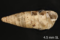 To ANSP Malacology Collection (syntypes of Fernandezia cylindrella. Odhner, N., 1922. The Natural History of Juan Fernandez and Easter Island 3: 242, pl. 9, fig. 49 - catalog no. 130434)