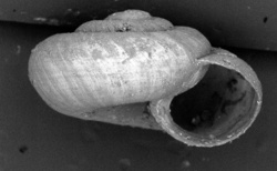 To ANSP Malacology Collection (syntypes of Punctum depressum. Odhner, N., 1922. The Natural History of Juan Fernandez and Easter Island 3: 227 - catalog no. 130440)