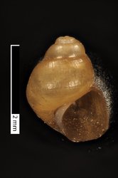 To ANSP Malacology Collection (holotype of Lobogenes michaelis. Pilsbry & Bequaert, 1927. Bulletin of the American Museum of Natural History 53: 224-225, text-fig. 23a, b - catalog no. 134065)