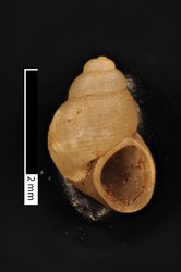 To ANSP Malacology Collection (holotype of Lobogenes spiralis. Pilsbry & Bequaert, 1927. Bulletin of the American Museum of Natural History 53: 225, text-fig. 24 - catalog no. 134066)