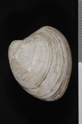 To ANSP Malacology Collection (syntype of Callocardia felipponei. Dall, 1916. Nautilus 29: 113 - catalog no. 141210)