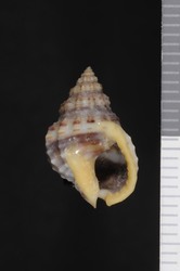 To ANSP Malacology Collection (holotype of Nassa bailyi. Pilsbry & Lowe, 1932. Nautilus 46 (2): 51  - catalog no. 141642)