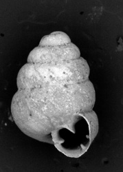 To ANSP Malacology Collection (syntype of Bothriopupa peruviana. Pilsbry, 1934. Manual of Conchology (Ser. 2) 28 (111): 114, pl. 16, fig. 6  - catalog no. 152673)