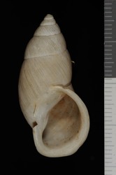 To ANSP Malacology Collection (syntype of Bulimulus carmen. Pilsbry & Lowe, 1932. Nautilus 46 (2): 50-51  - catalog no. 158995)