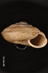 To ANSP Malacology Collection (holotype of Plectotropis icela. Pilsbry, 1934. Proceedings of the Academy of Natural Sciences of Philadelphia 86: 13, pl. 4, fig. 1-1c - catalog no. 159697)