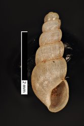 To ANSP Malacology Collection (syntypes of Leptinaria hispaniolae. Pilsbry, 1933. Proceedings of the Academy of Natural Sciences of Philadelphia 85: 152, pl. 9, fig. 15  - catalog no. 160738)