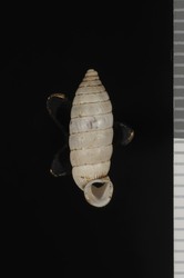 To ANSP Malacology Collection (syntype of Holospira stenopylis. Pilsbry, 1953. Proceedings of the Academy of Natural Sciences of Philadelphia 105: 146  - catalog no. 164376)