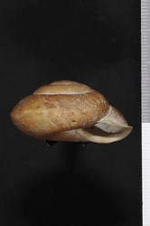 To ANSP Malacology Collection (holotype of Isomeria anodonta. Pilsbry, 1949. Nautilus 62 (3): 100, pl. 6, figs. 3, 3a  - catalog no. 165202)