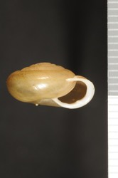 To ANSP Malacology Collection (syntype of Ashmunella organensis. Pilsbry, 1936. Nautilus 49 (3): 101-102  - catalog no. 165909)