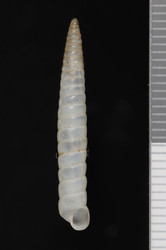 To ANSP Malacology Collection (syntype of Bostryx multivolvis. Pilsbry, 1944. Nautilus 57 (4): 124, pl. 11, fig. 19  - catalog no. 179994)