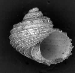 To ANSP Malacology Collection (holotype of Parviturbo calidimaris. Pilsbry & McGinty, 1945. Nautilus 59: 56-57, pl. 6, fig. 4  - catalog no. 181319)