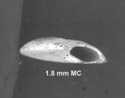 To ANSP Malacology Collection (holotype of Vitridomus nereidis. Pilsbry & Olsson, 1945. Proceedings of the Academy of Natural Sciences of Philadelphia 97: 257-258, pl. 25, fig. 5-5b - catalog no. 181341)