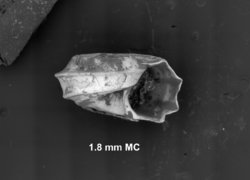 To ANSP Malacology Collection (syntypes of Cyclostremiscus colombianus. Pilsbry & Olsson, 1945. Proceedings of the Academy of Natural Sciences of Philadelphia 97: 273-274, pl 29. figs. 7, 7a - catalog no. 181352)