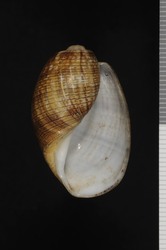 To ANSP Malacology Collection (holotype of Hydatina verrilli. Pilsbry, 1949. Nautilus 63 (1): 15-17, pl. 1, fig. 10 - catalog no. 185221)