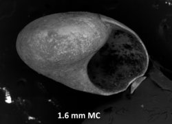 To ANSP Malacology Collection (syntype of Teinostoma myrae. Pilsbry & Olsso, 1952. Proceedings of the Academy of Natural Sciences of Philadelphia 104: 44, pl. 3, fig. 2 - catalog no. 188118)