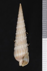 To ANSP Malacology Collection (syntypes of Cerithium dislocatum. Say, 1822. Journal of the Academy of Natural Sciences of Philadelphia 2 (2): 235  - catalog no. 192924)