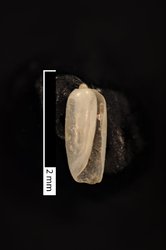 To ANSP Malacology Collection (holotype of Acteocina inconspicua. Olsson & McGinty, 1958. Bulletins of American Paleontology 39 (177): 38,39, pl. 4, fig. 9 - catalog no. 211895)