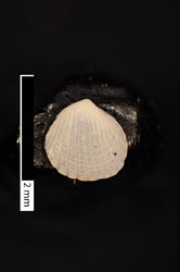 To ANSP Malacology Collection (holotype of Pleuromeris micella. Olsson & McGinty, 1958. Bulletins of American Paleontology 39 (177): 45, pl. 5, fig. 7 - catalog no. 211907)