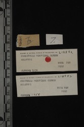 To ANSP Malacology Collection (holotype of Orobitella peruviana. Olsson, 1961. Mollusks of the Tropical Eastern Pacific : 237, pl. 35, fig. 7 - catalog no. 218882)