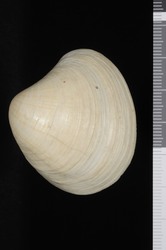 To ANSP Malacology Collection (holotype of Pitar elenensis. Olsson, 1961. Mollusks of the Tropical Eastern Pacific : 275, pl. 45, figs. 1, 1a - catalog no. 218901)