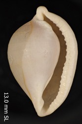 To ANSP Malacology Collection (holotype of Pseudosimnia culmen. C. N. Cate, 1973. Veliger, Supplement 15: 33, text-fig. 64 - catalog no. 244834)