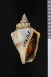 To ANSP Malacology Collection (holotype of Strombus klineorum. Abbott, 1960. Indo-Pacific Mollusca 1 (2): 70, pl. 20, fig. 21  - catalog no. 247621)