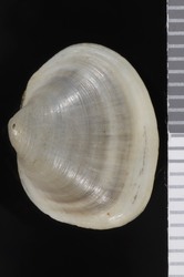 To ANSP Malacology Collection (syntypes of Calyculina hungarica. Hazay, 1881. Die Mollusken-Fauna von Budapest mit besonderer Rucksichtnahme auf die embryonalen und biologischen Verhaltnisse ihrer Verkommnisse : 95-97 - catalog no. 248872)