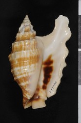 To ANSP Malacology Collection (holotype of Strombus oldi. Emerson, 1965. Indo-Pacific Mollusca 1 (6): 396-397, pl. 294, figs. 1-2 - catalog no. 299730)