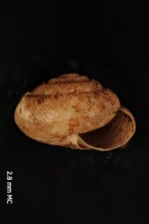 To ANSP Malacology Collection (holotype of Ctenophila griffithsi. Emberton, 1994. Proceedings of the Academy of Natural Sciences of Philadelphia 145: 172, text-fig. 85-87 - catalog no. 391562)