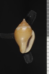 To ANSP Malacology Collection (holotype of Columbella marrae. Garcia, 1999. Apex 14 (3-4): 60-64, fig. 9-12 - catalog no. 400855)