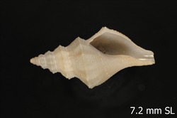 To ANSP Malacology Collection (holotype of Anticlinura atlantica. Garcia, 2005. Novapex 6 (4): 85, text-fig. 20-23 - catalog no. 412712)