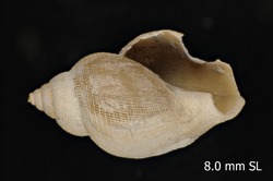 To ANSP Malacology Collection (holotype of Gymnobela felderi. Garcia, 2005. Novapex 6 (4): 82, figs. 8-12 - catalog no. 412713)