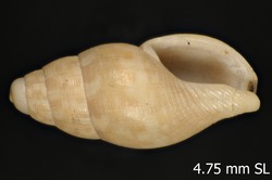 To ANSP Malacology Collection (holotype of Cosmioconcha nana. Garcia, 2007. Novapex 8 (2): 43-46, figs. 1-6 - catalog no. 413705)