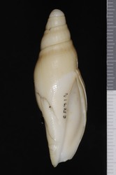 To ANSP Malacology Collection (holotype of Scaphella garciai. Bail, 2007. Novapex 8 (2): 75, figs. 1-3 - catalog no. 416213)