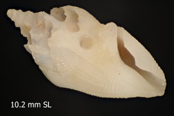 To ANSP Malacology Collection (paratype of Conopleura latiaxisa. Chino, 2011. Visaya 3 (4): 67-68 - catalog no. 455651)