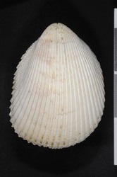 To ANSP Malacology Collection (holotype of Vasticardium berschaueri. Thach, 2014. Festivus 46 (5): 145-149, figs. 1-2 - catalog no. 464207)